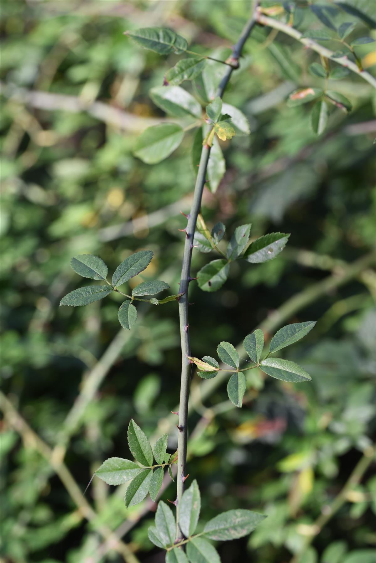 Rosa arvensis (door Jan Klinckenberg)